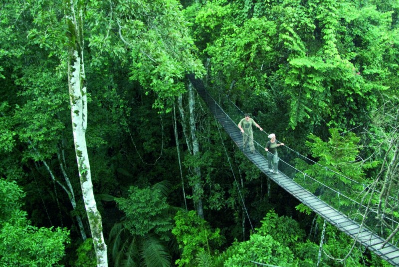 Rainforest Canopy Walk Way