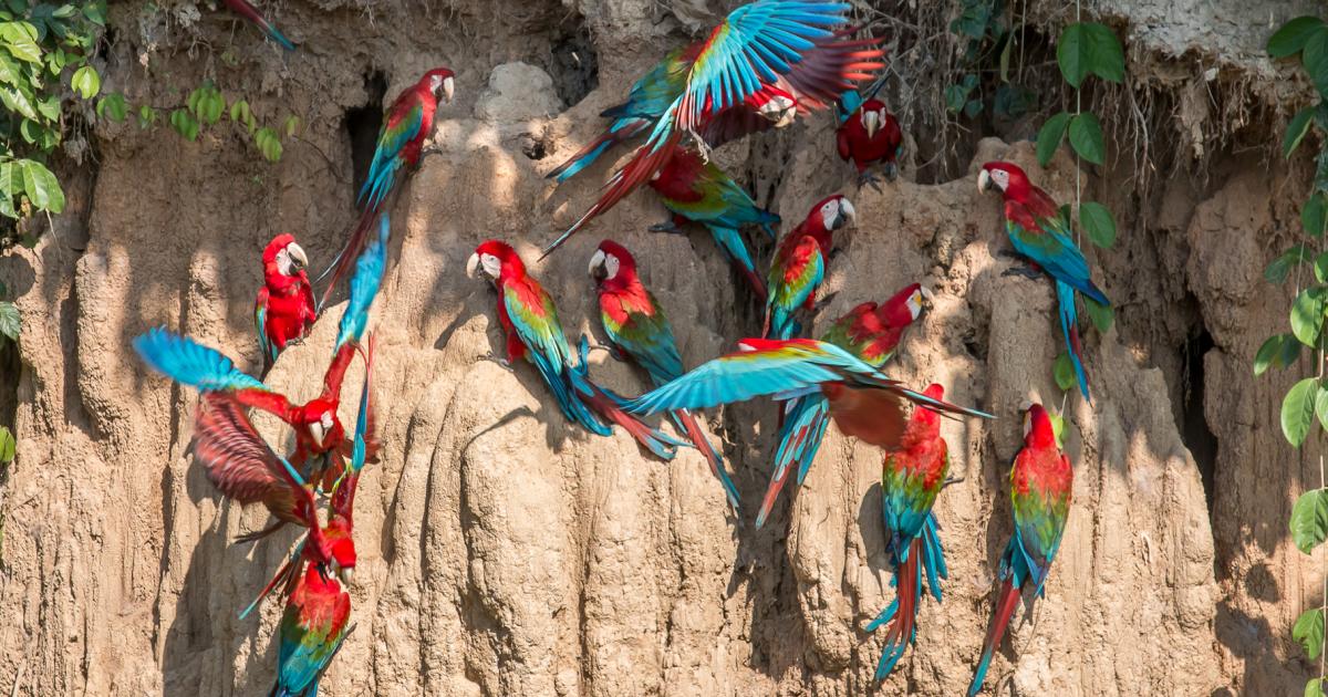 Tambopata Rainforest Tours 4 days / 3 nights