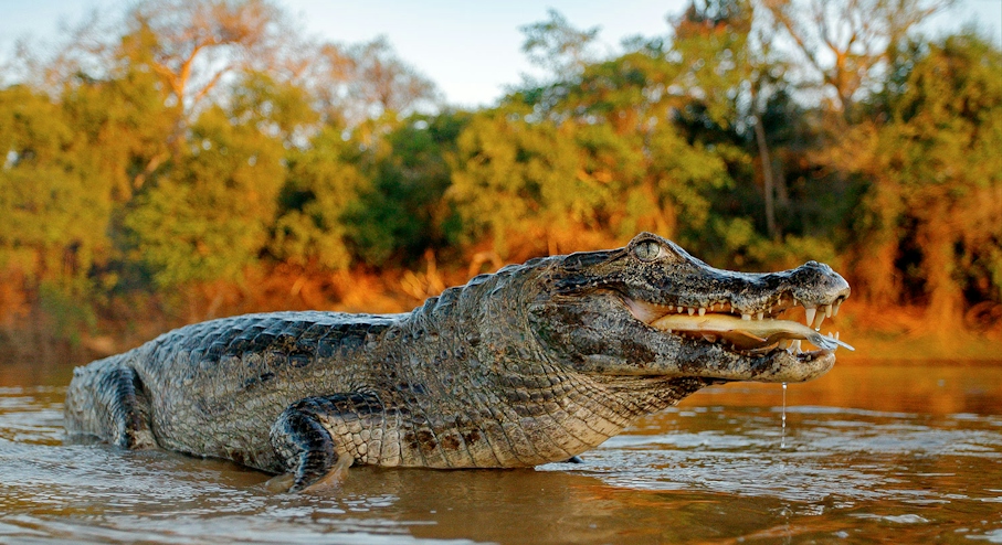 Tambopata Reserve Center 3 days