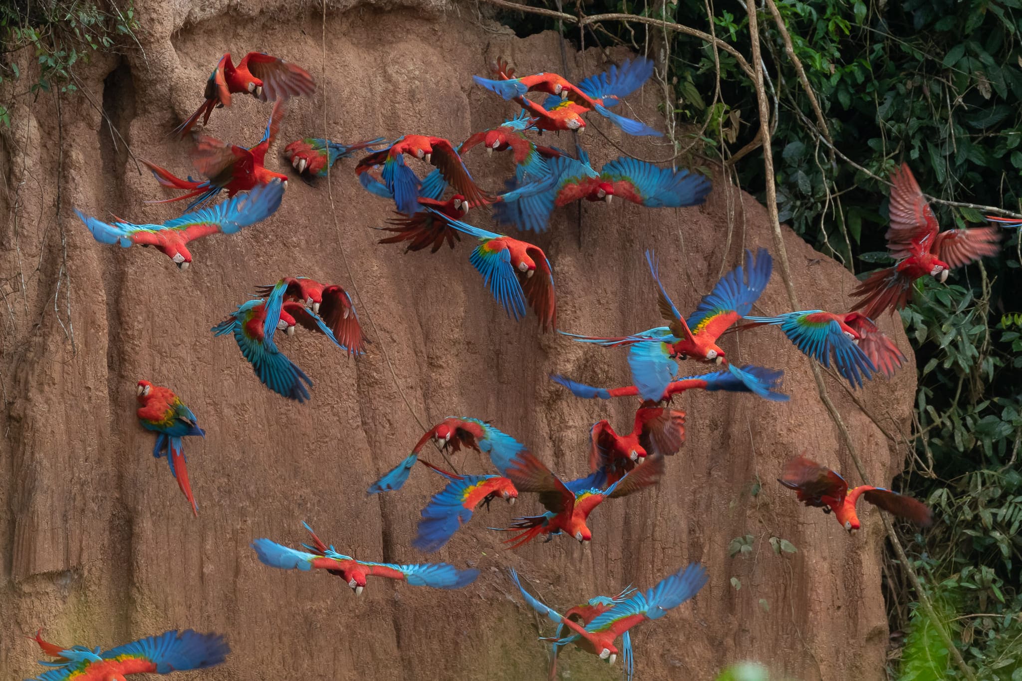 Tambopata Tours Macaw Clay  5 Days /4 Night