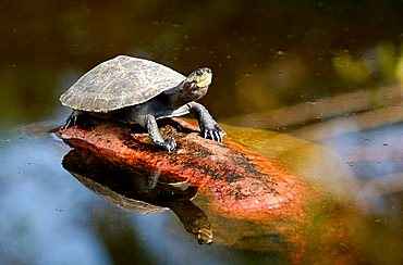 Amazon River Turtle