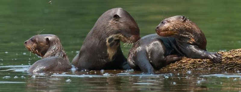 Amazon Rainforest Peru 2 Dias