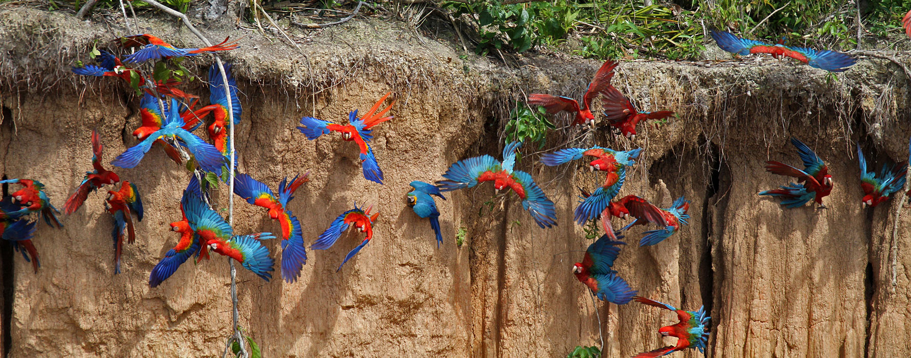 Tambopata  Chuncho Macaw Clay Lick