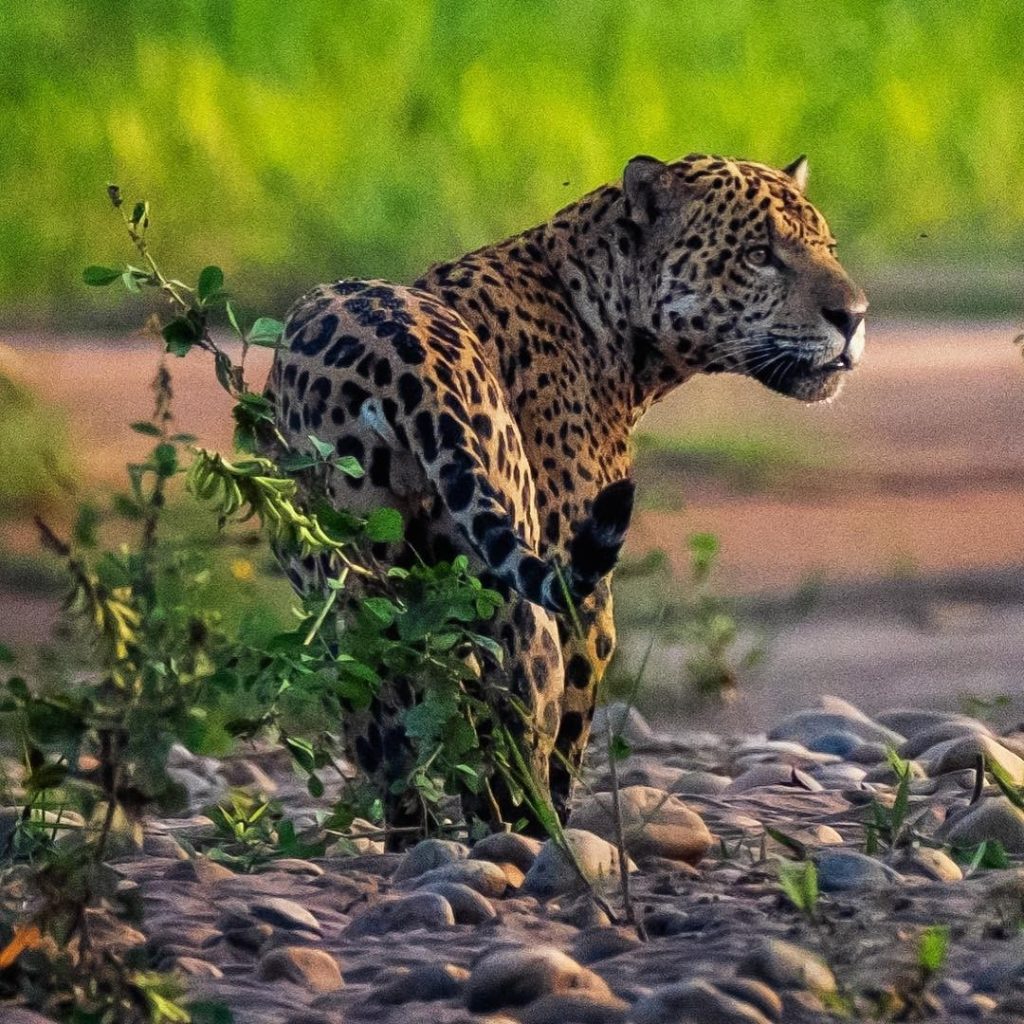 Manu National Park - Pristine Amazon Wilderness
