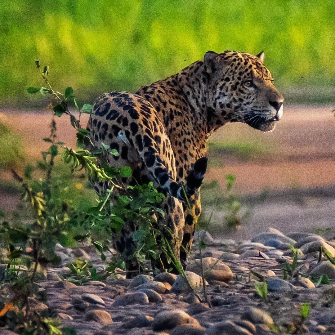 Manu National Park – Pristine Amazon Wilderness