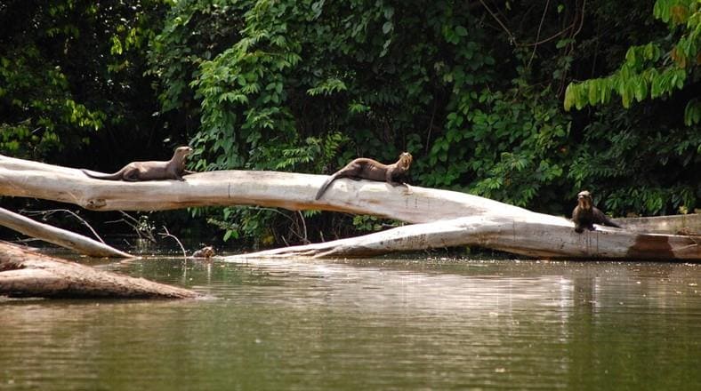 Tour Aventuras Ecologica Tambopata 5 dias