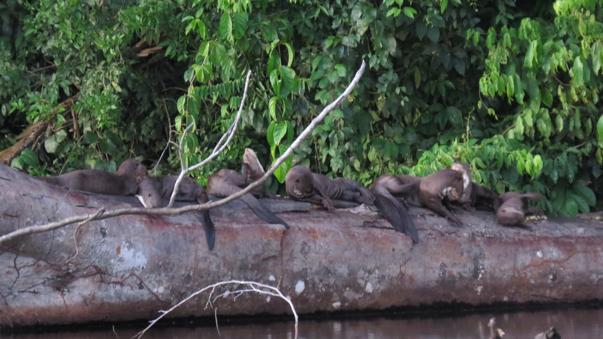 Tours Rainforest Lago Sandoval 2 dias