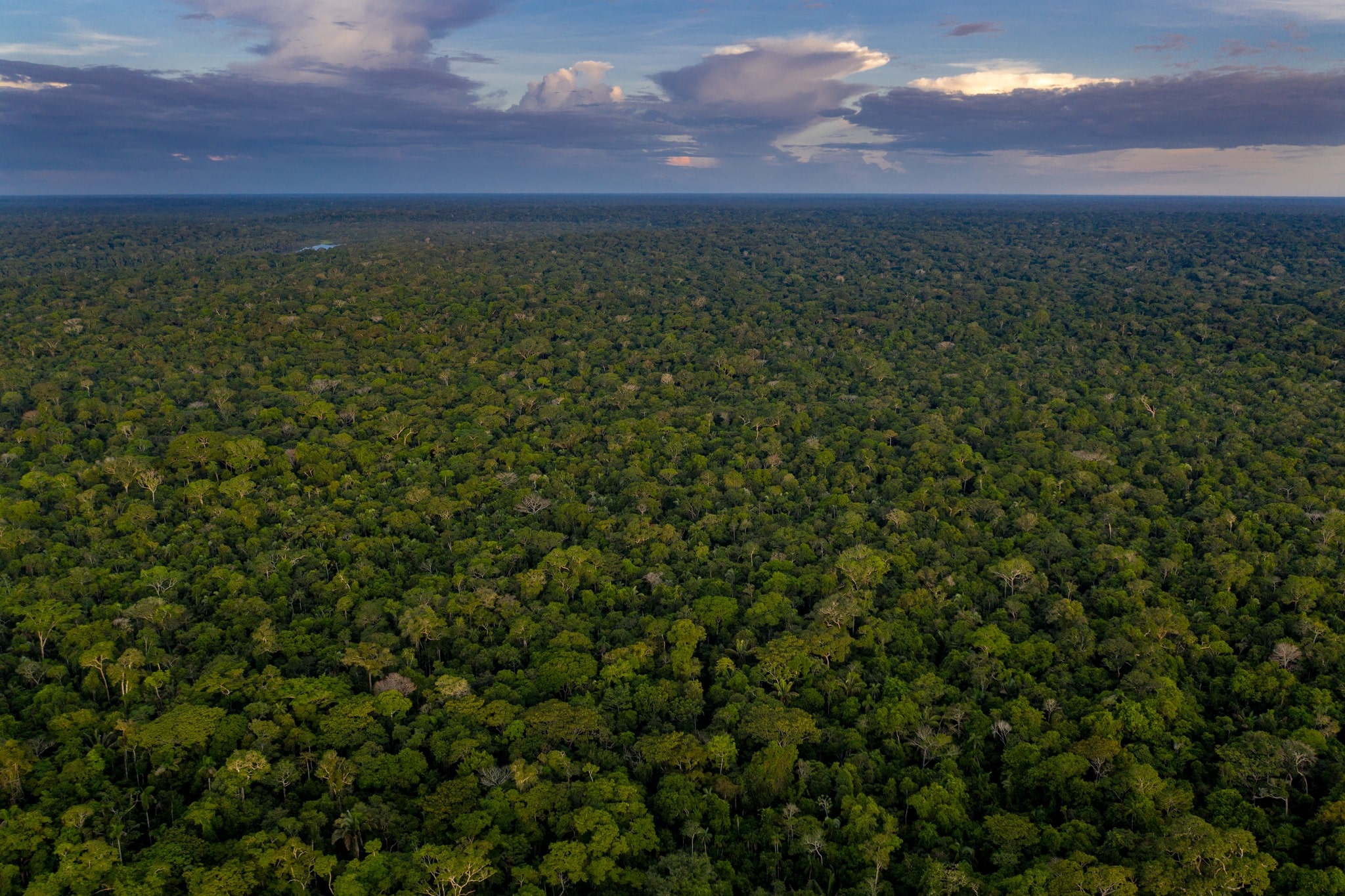 Amazon Birding Tour Tambopata 6 day