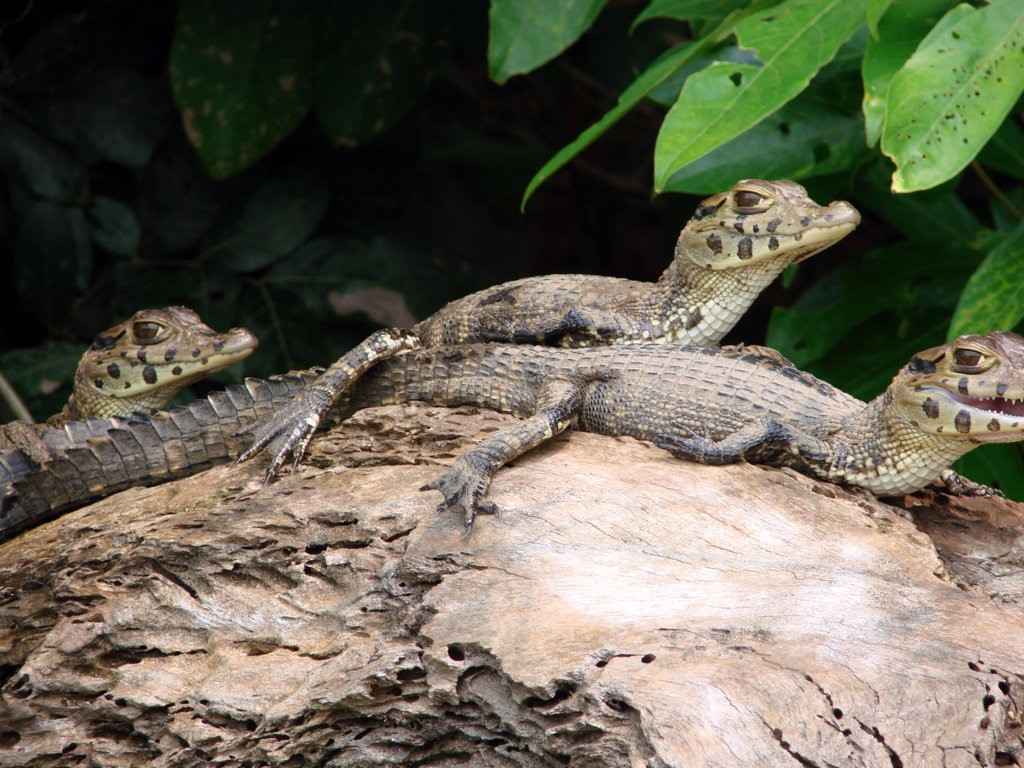 Amazon Conservation Project  3 days