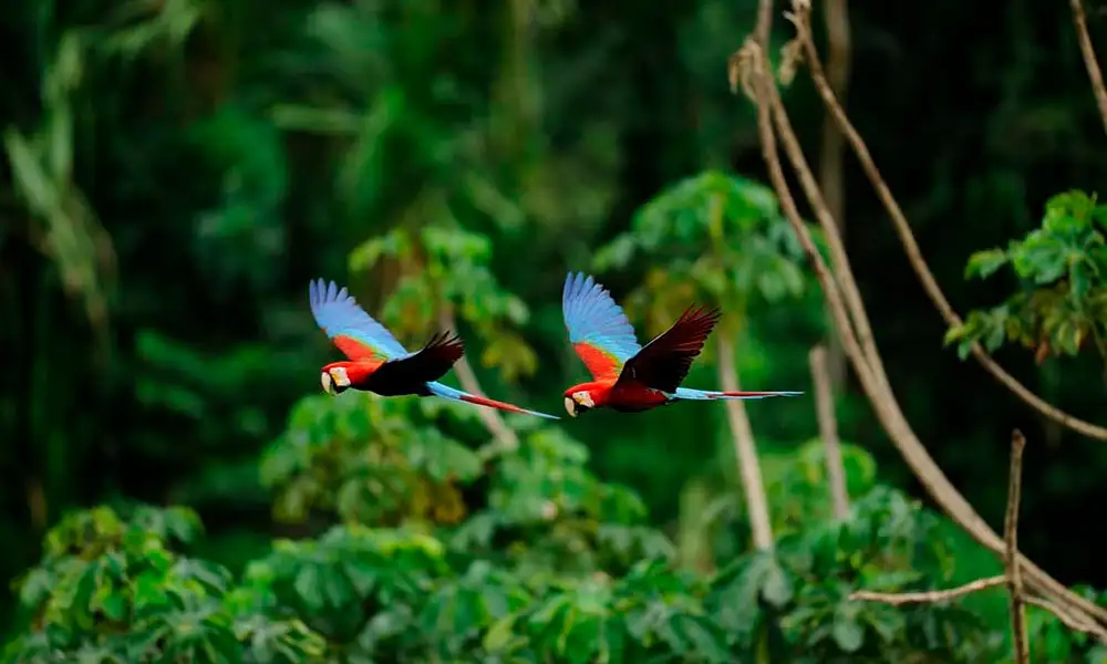 Tour en la selva – Sandoval Lake Lodge 3 dias