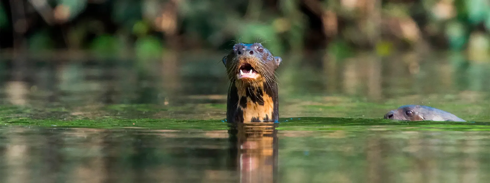 Amazonia Tambopata Adventure 4 dias
