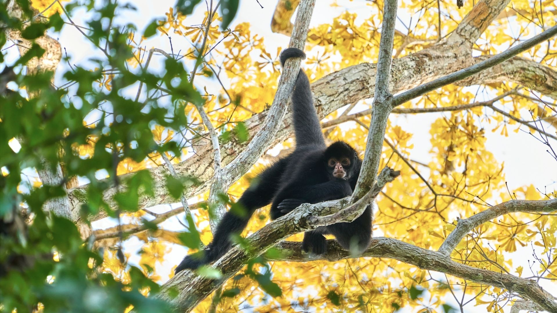 Tour Amazonas Pampas Heath – 4dias