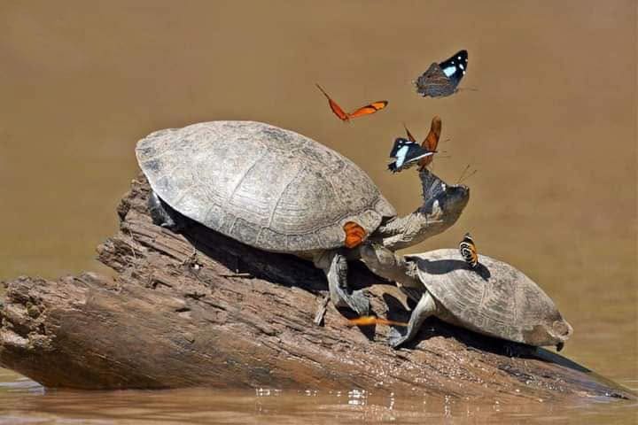 Viajes a Amazonas – Lago Sandoval 2 dias