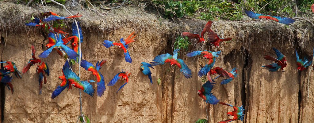 Tour al Amazonas Peru Collpa de Guacamayos Lago Sandoval 5 dias