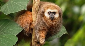 Tambopata Jungle Tours Peru