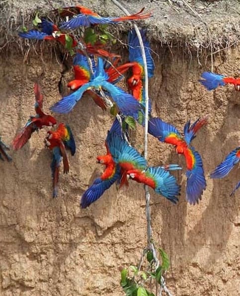 Collpa Chuncho de Guacamayos