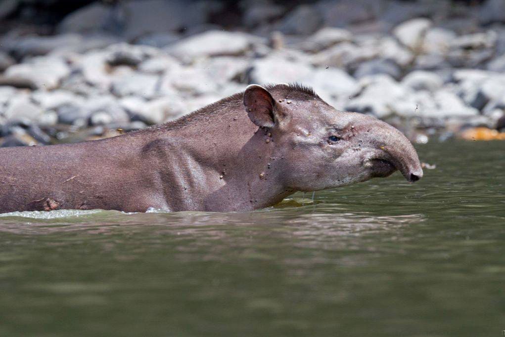 Tambopata  Travels Peru  6 days