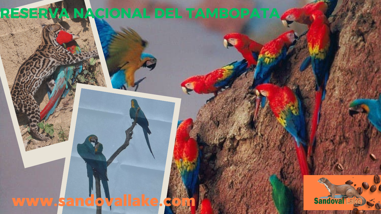 Discover Macaw Clay Tambopata