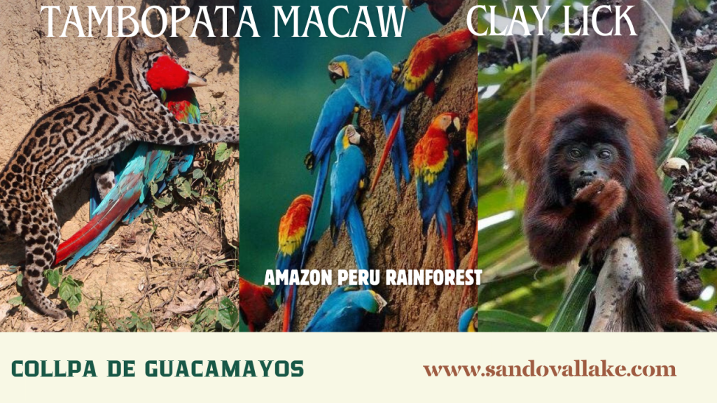 Visita Tambopata Collpa Gucamayo
