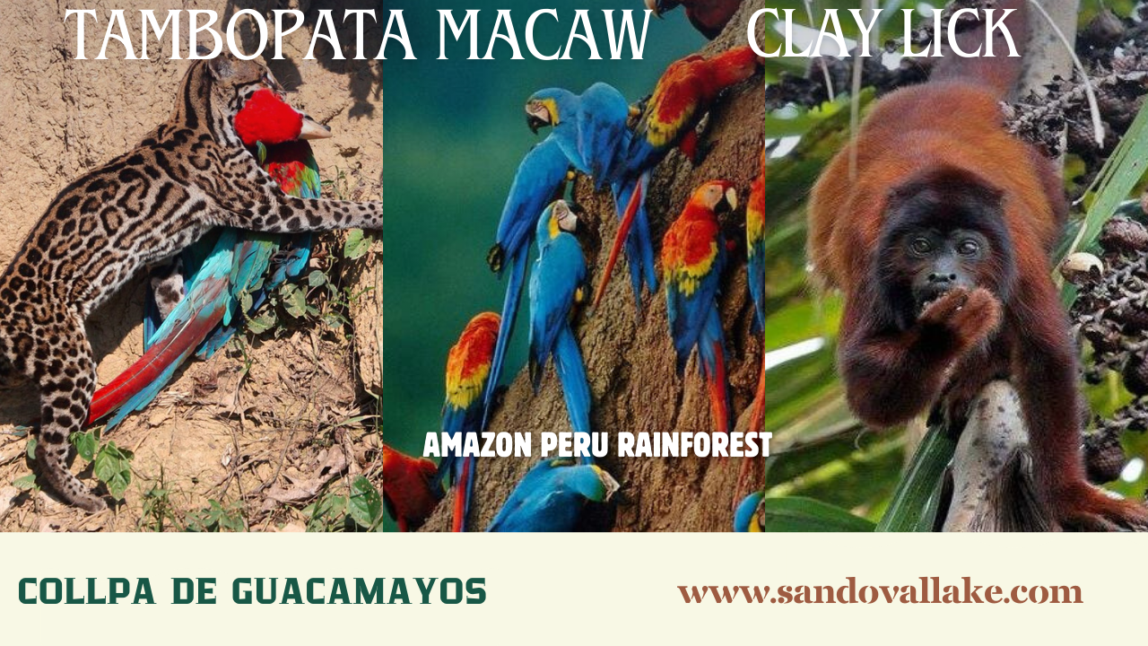 Visita Tambopata Collpa Gucamayo