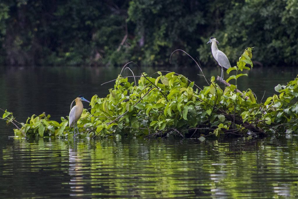 Exploring the Peruvian Jungle