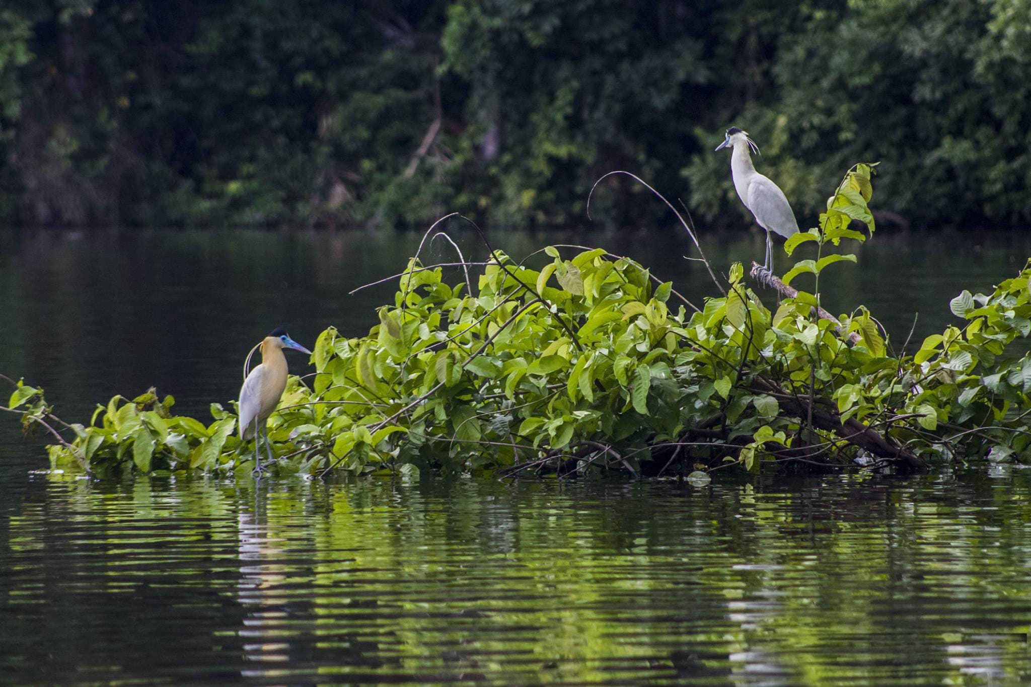 Exploring the Peruvian Jungle