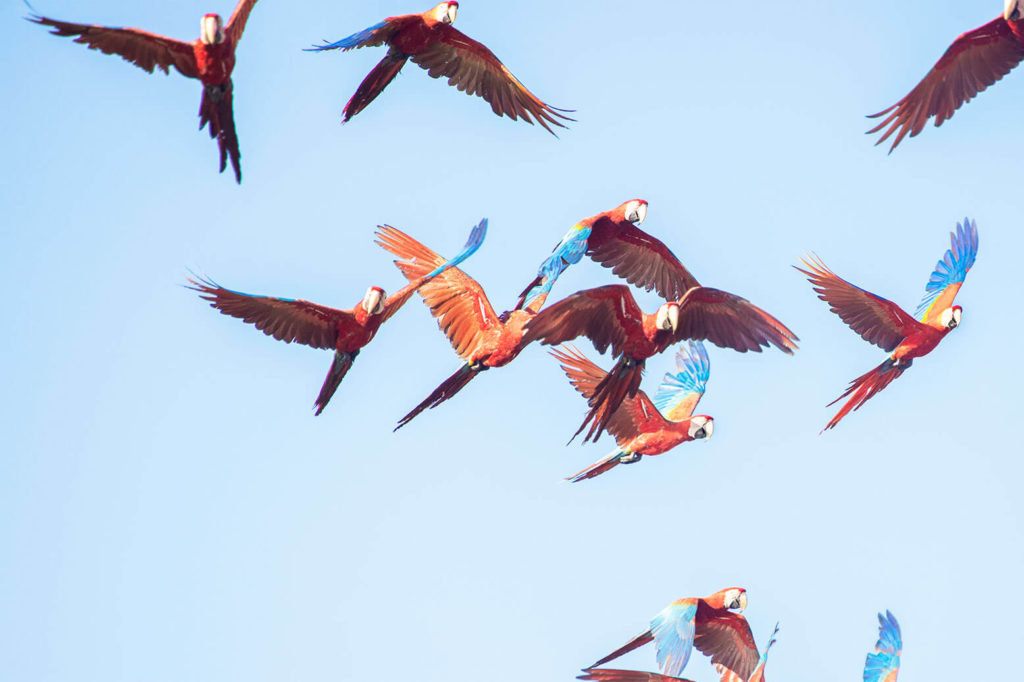 Spectacular Macaw Clay Lick