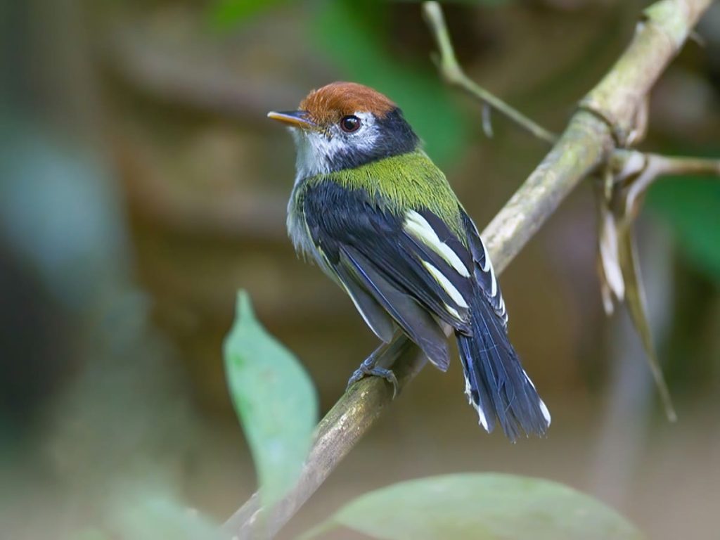 Experiencia de Observación Aves en el Amazonas