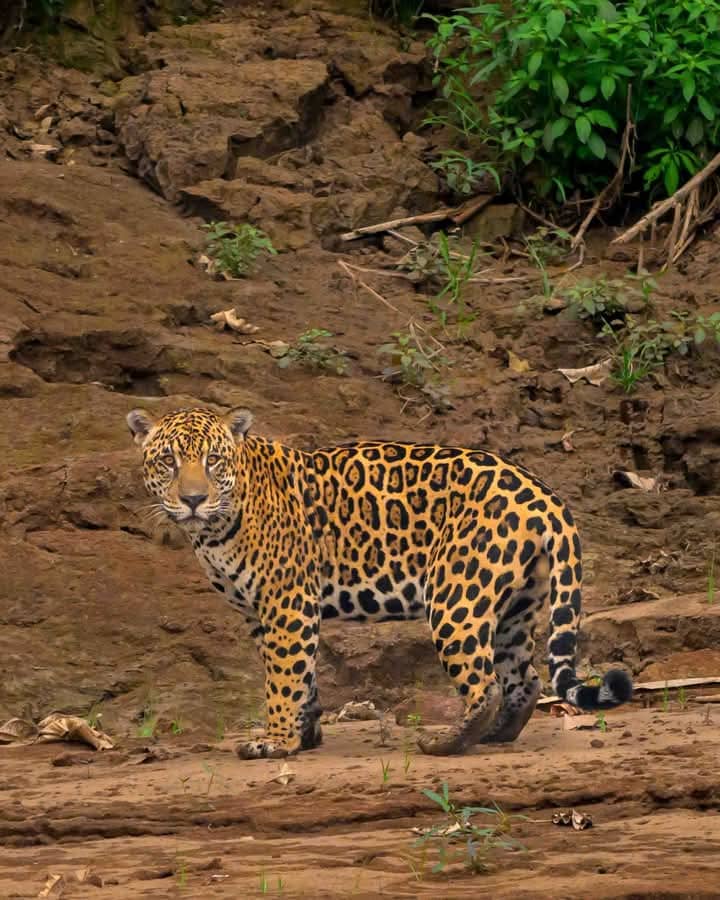Explorando la Selva Peruana