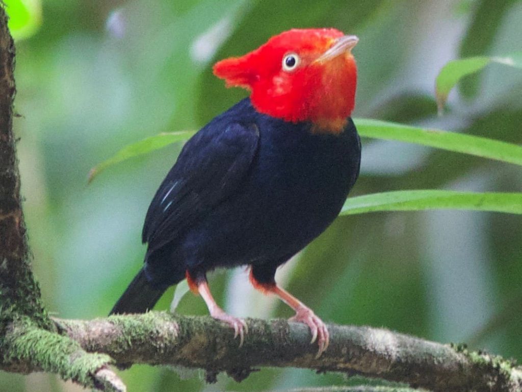 La Observacion de Aves Amazon Peru