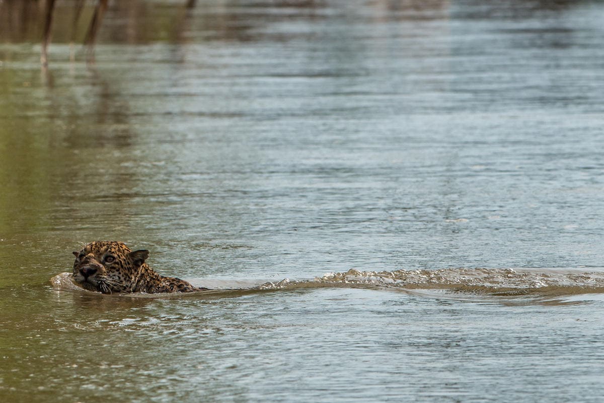 Peru Rainforest Tambopata Tour 5 dias