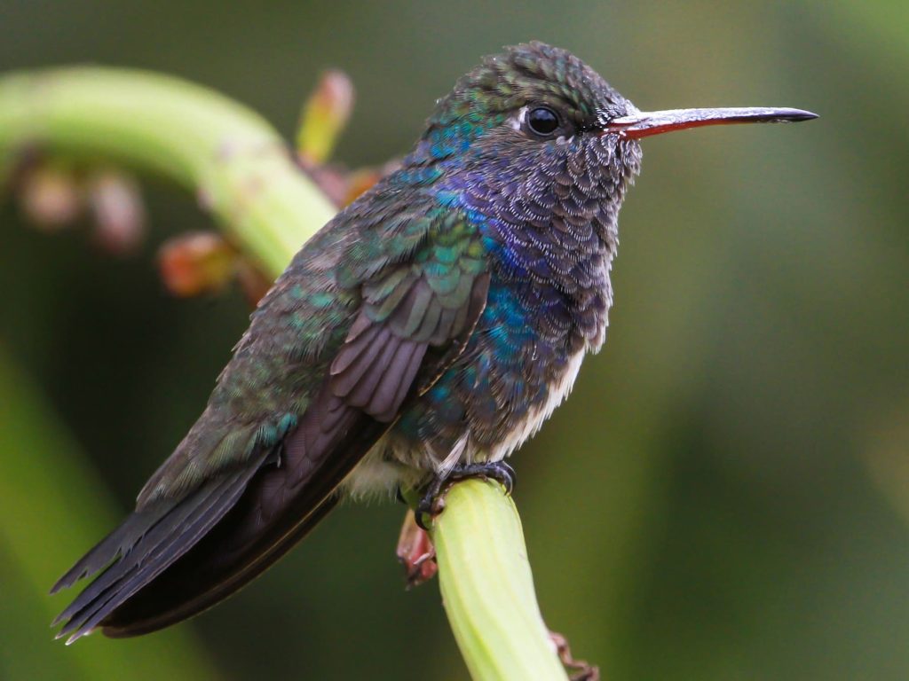 Salidas Observacion Aves Sur del Peru
