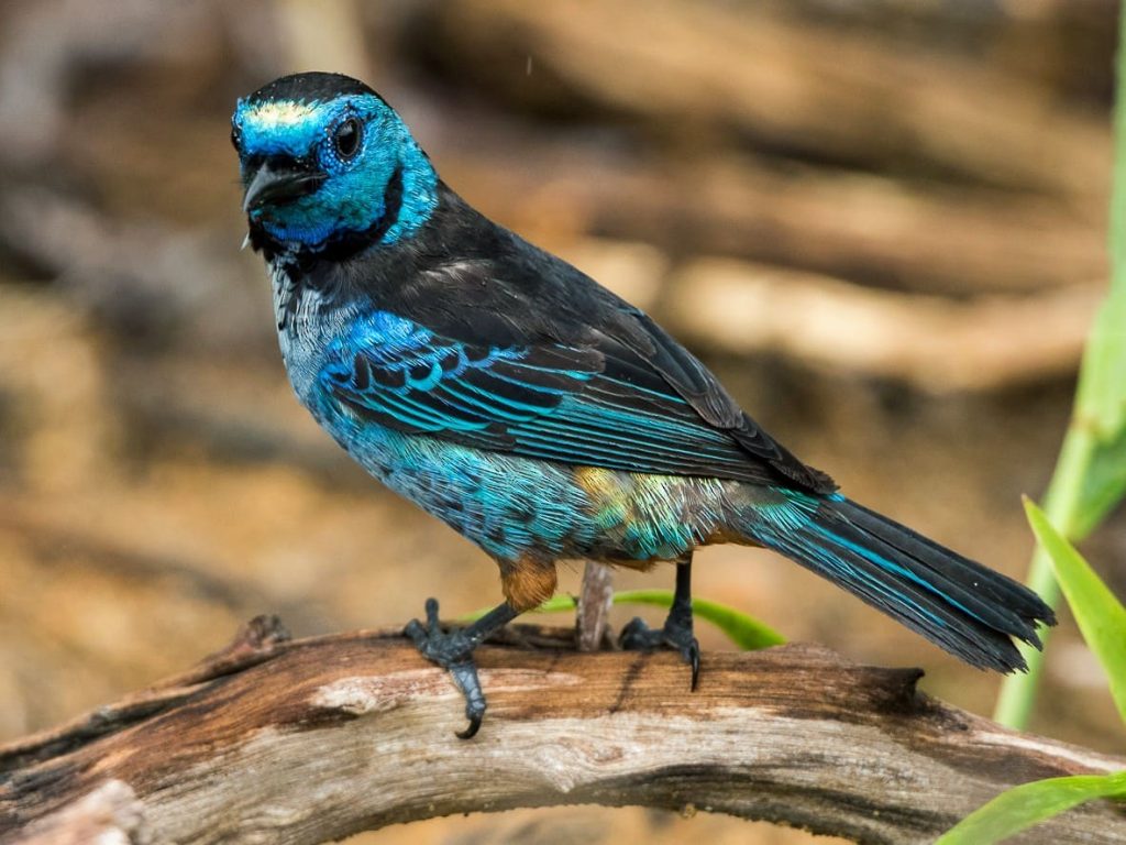 Tour de Avistamiento Aves Peru 4 dias