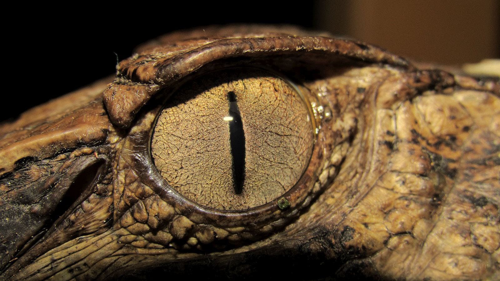 Tour de Fotografia en la Amazonia Peruana 7 dias