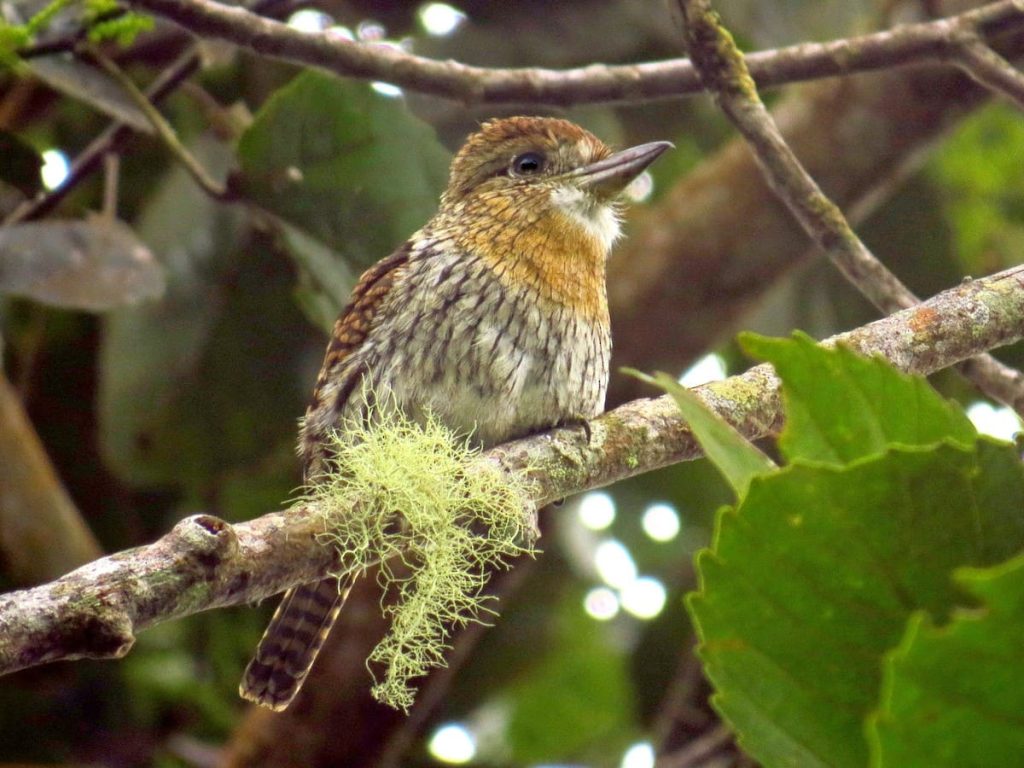Tours de Observacion Aves en Peru 
