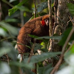 monkey amazon peru 
