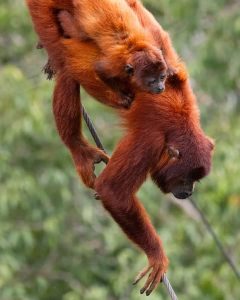 monkeys trips peru