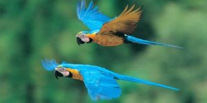 macaw clay lick amazon