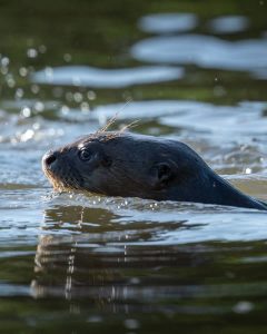 travel amazon giant river otters