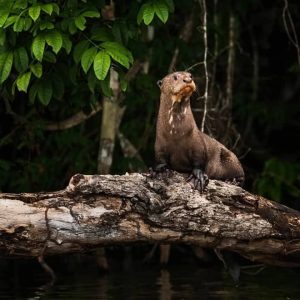 Viaje a Amazonia Peruana .