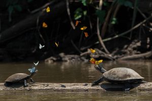 turtle  amazonia trek
