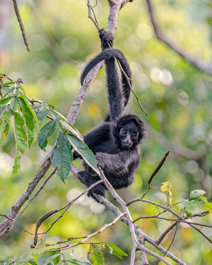 The Amazon Tours in Manu Reserve 6 Day