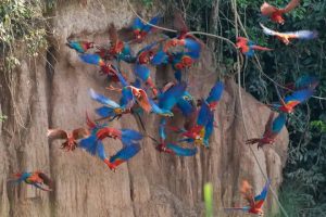 Nuestros Tours Amazonas Peru .