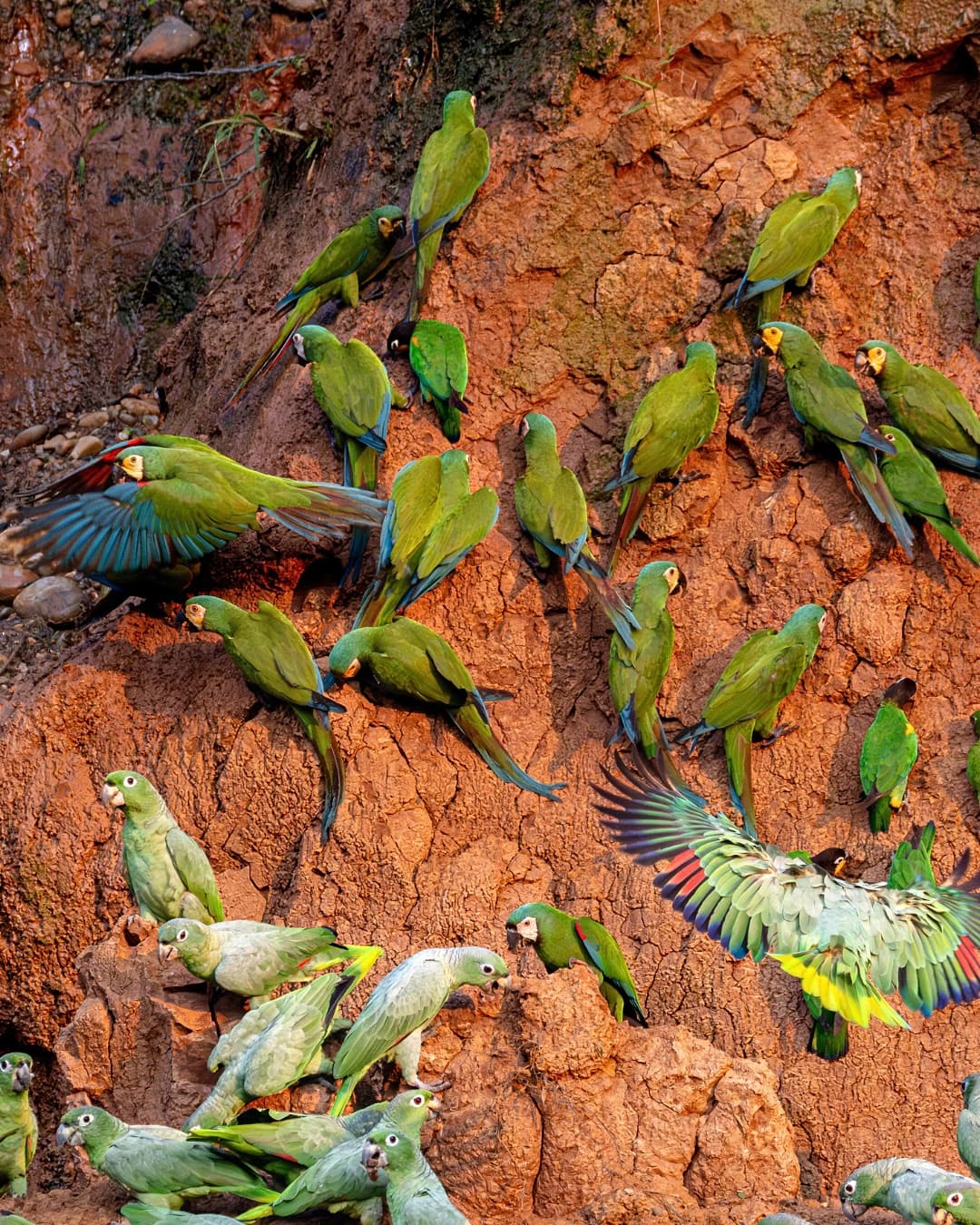 Trip to Manu Peru 4 days