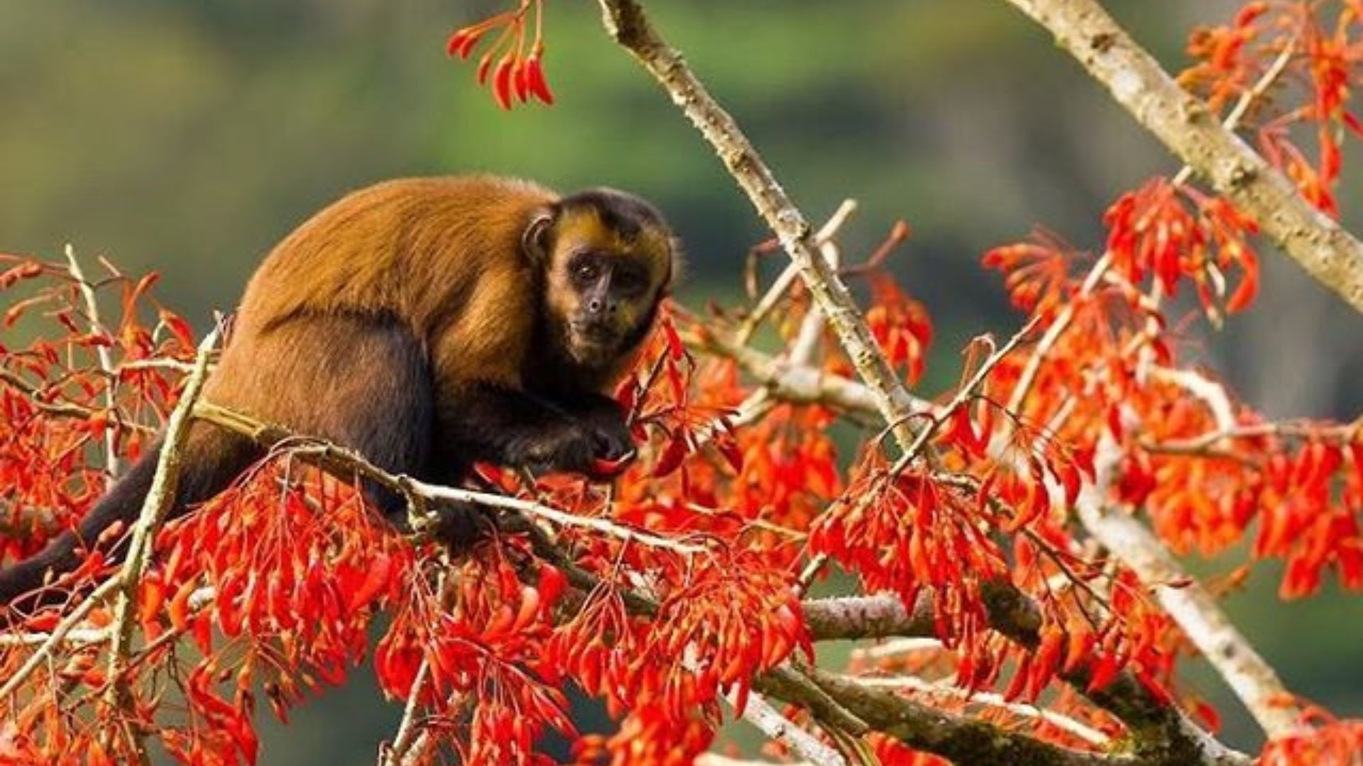 Tour to Manu Jungle 3 days