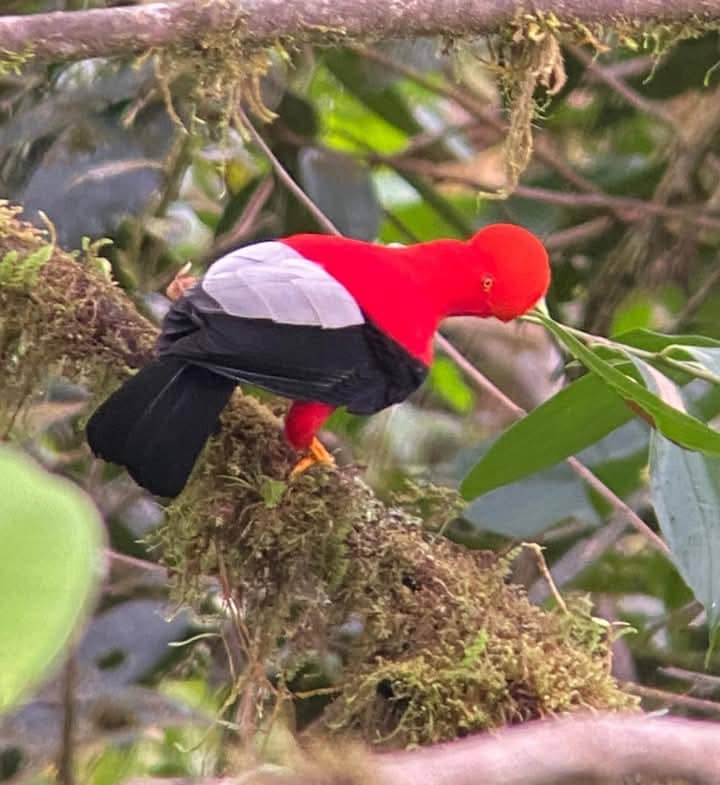 The Best Manu Trip 5 days